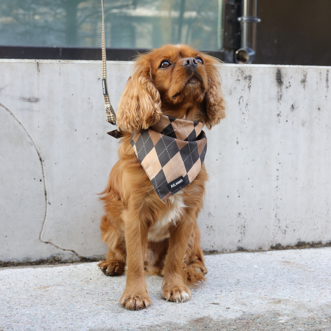 Petburry Bandana