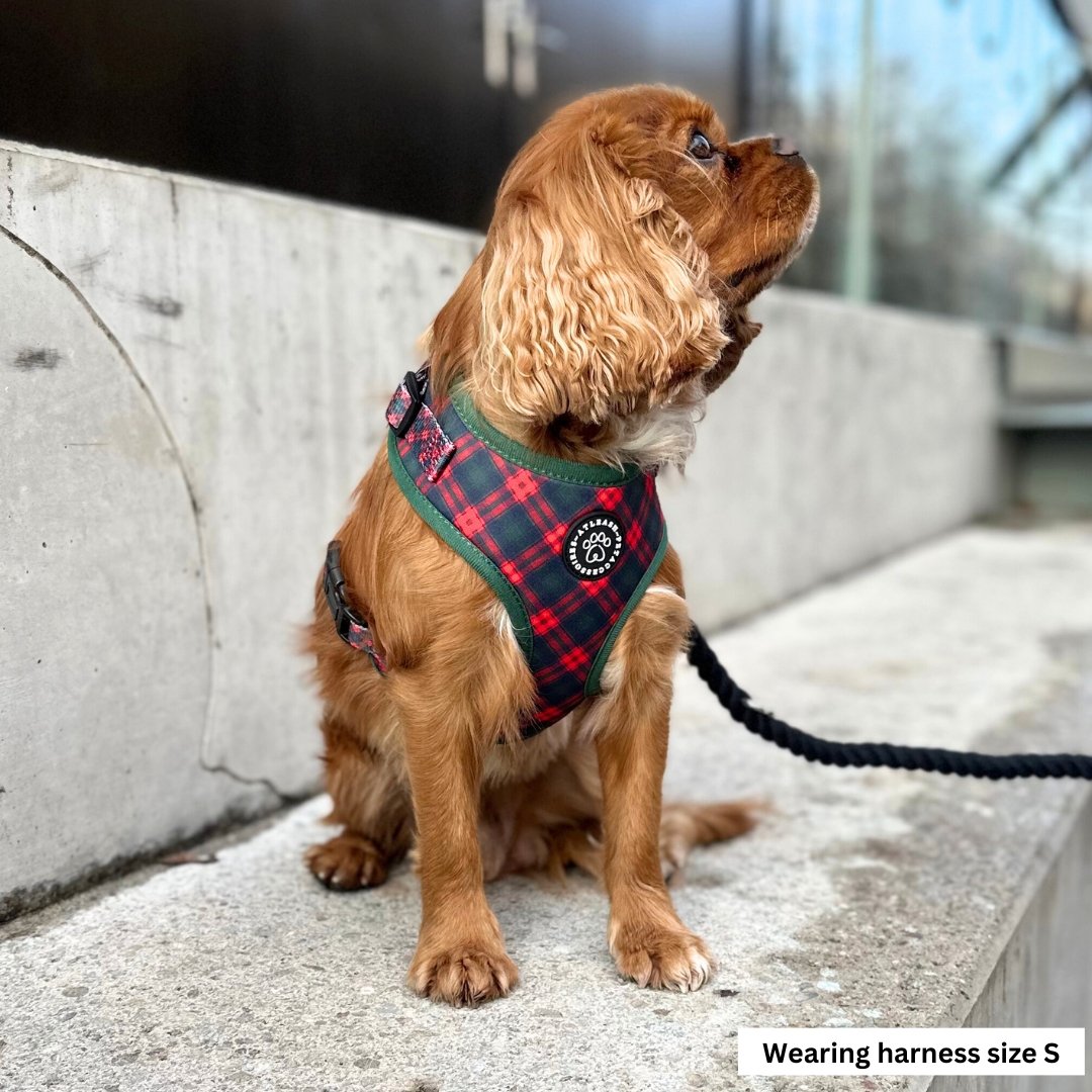 Harnesses for Cavaliers