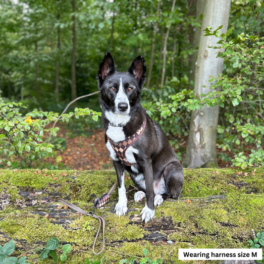 Harnesses for Border Collies