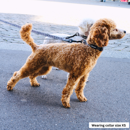 Collars for Miniature Poodles