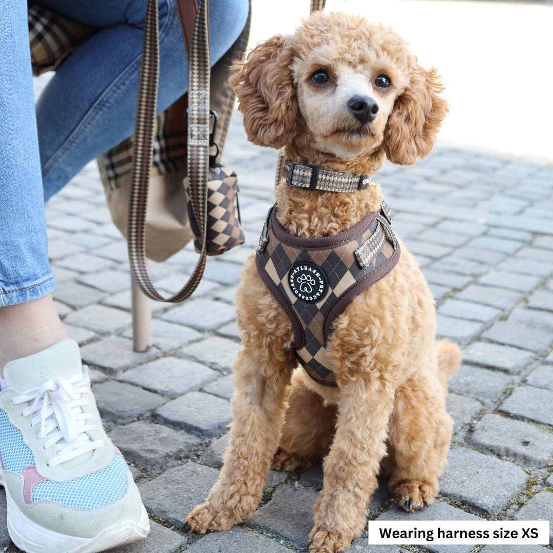 Harnesses for miniature Poodles