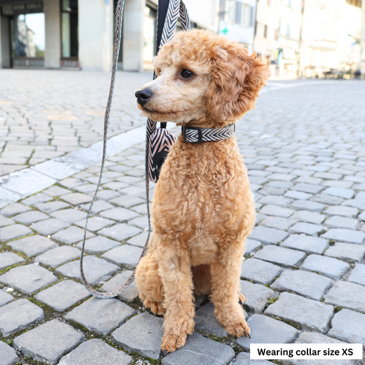 Collars for Miniature Poodles