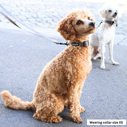 Collars for Miniature Poodles