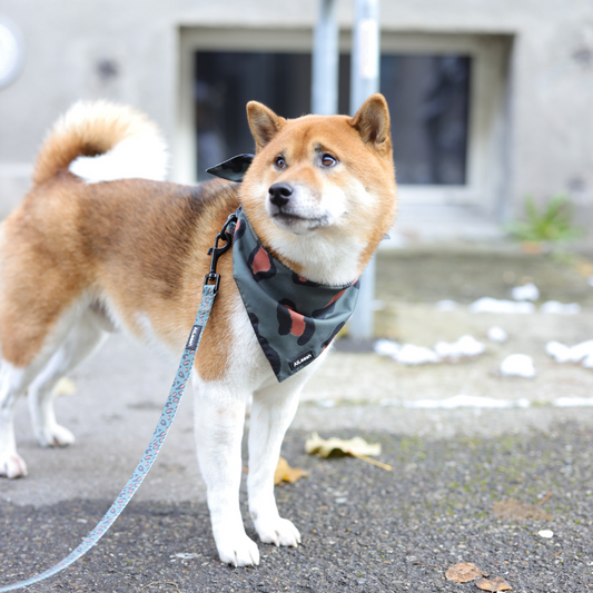 Accessoires for Shiba Inu