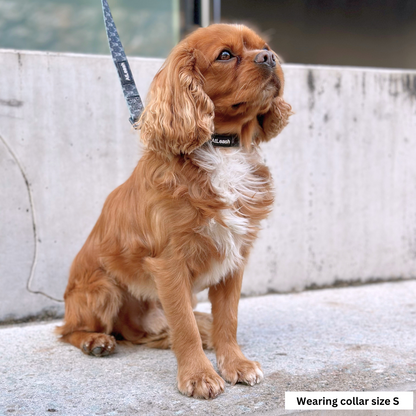 Collars for Cavaliers