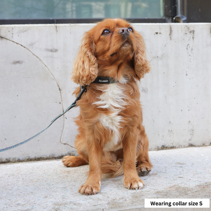 Collars for Cavaliers