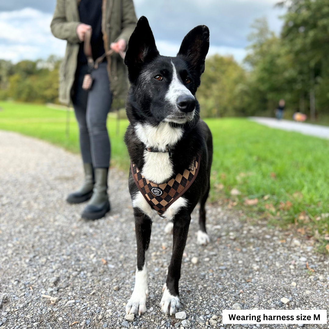 Harnesses for Border Collies