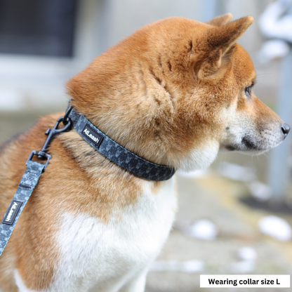 Zesty Zebra Collar