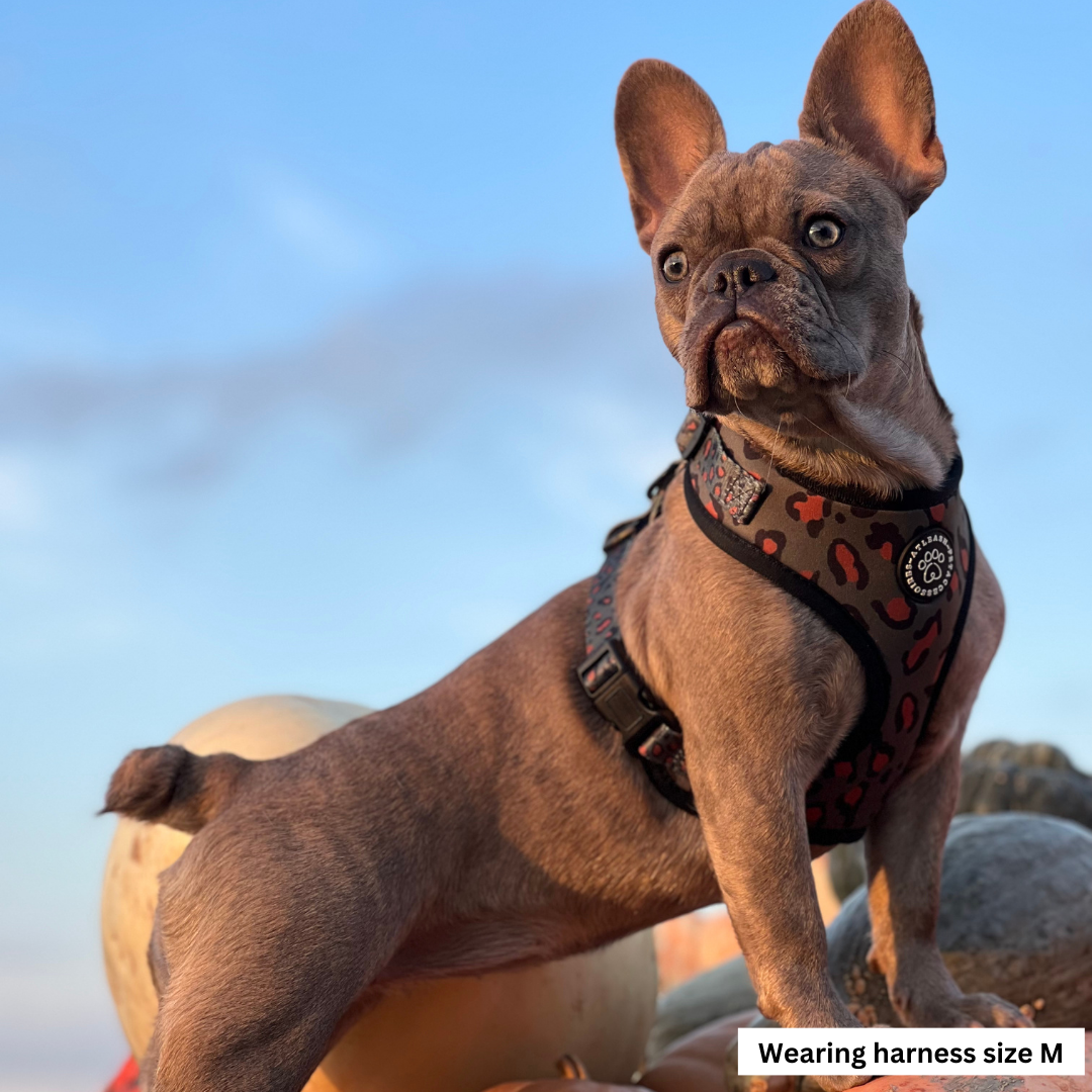 Harnesses for Frenchies