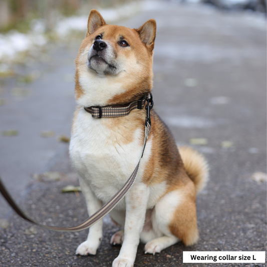 Collars for Shiba Inus