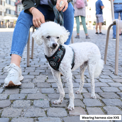 Harnesses for miniature Poodles