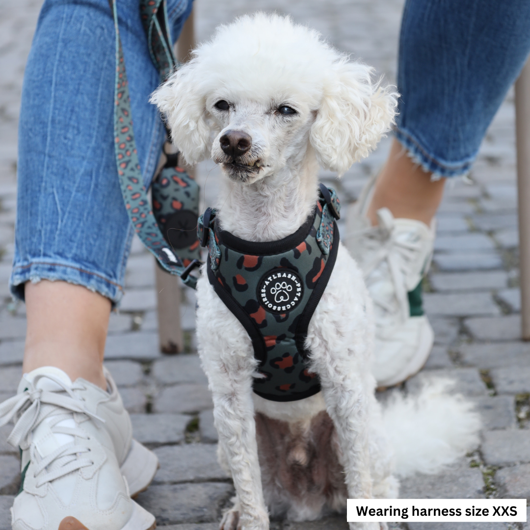 Harnesses for miniature Poodles