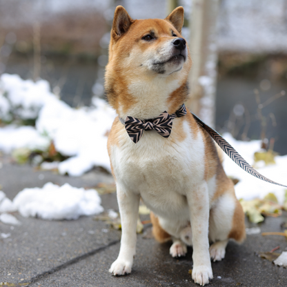 Accessoires for Shiba Inu