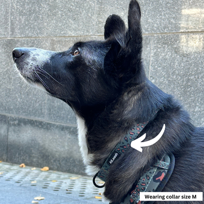 Collars Border Collies