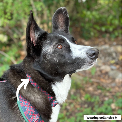 Collars Border Collies