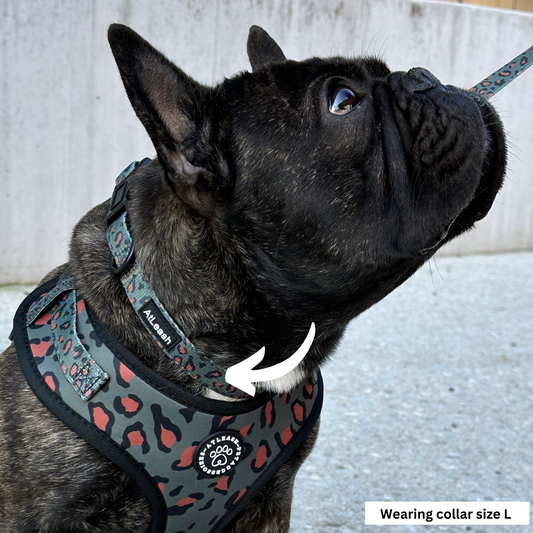 Collars for Frenchies