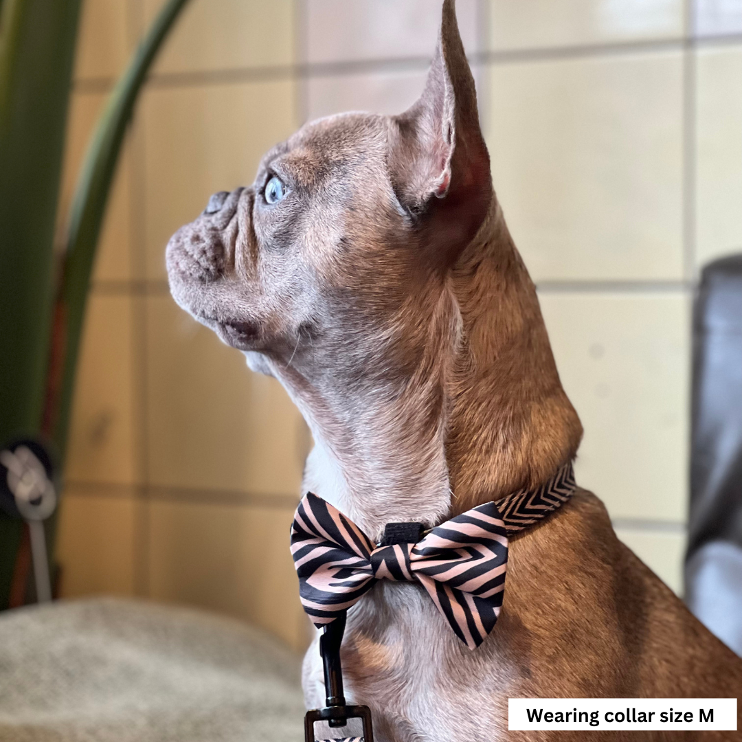 Collars for Frenchies