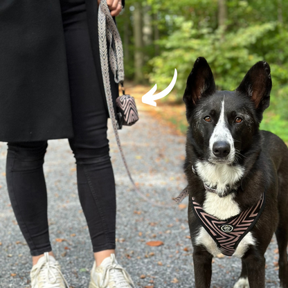 Accessoires for Border Collie