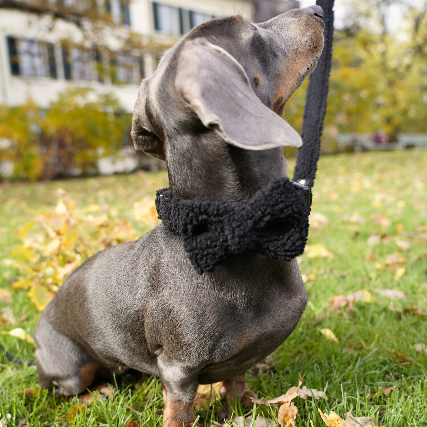 Black Cozy Bowtie