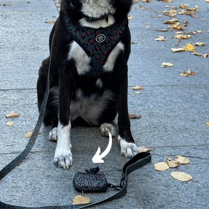 Accessoires for Border Collie