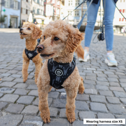 Harnesses for miniature Poodles