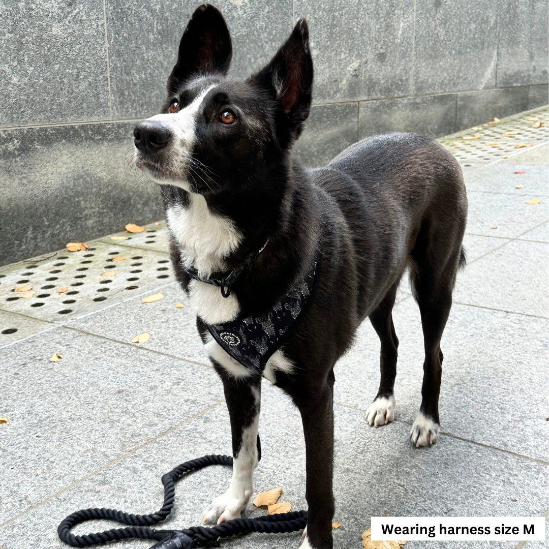 Harnesses for Border Collies