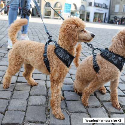 Harnesses for miniature Poodles Atleash