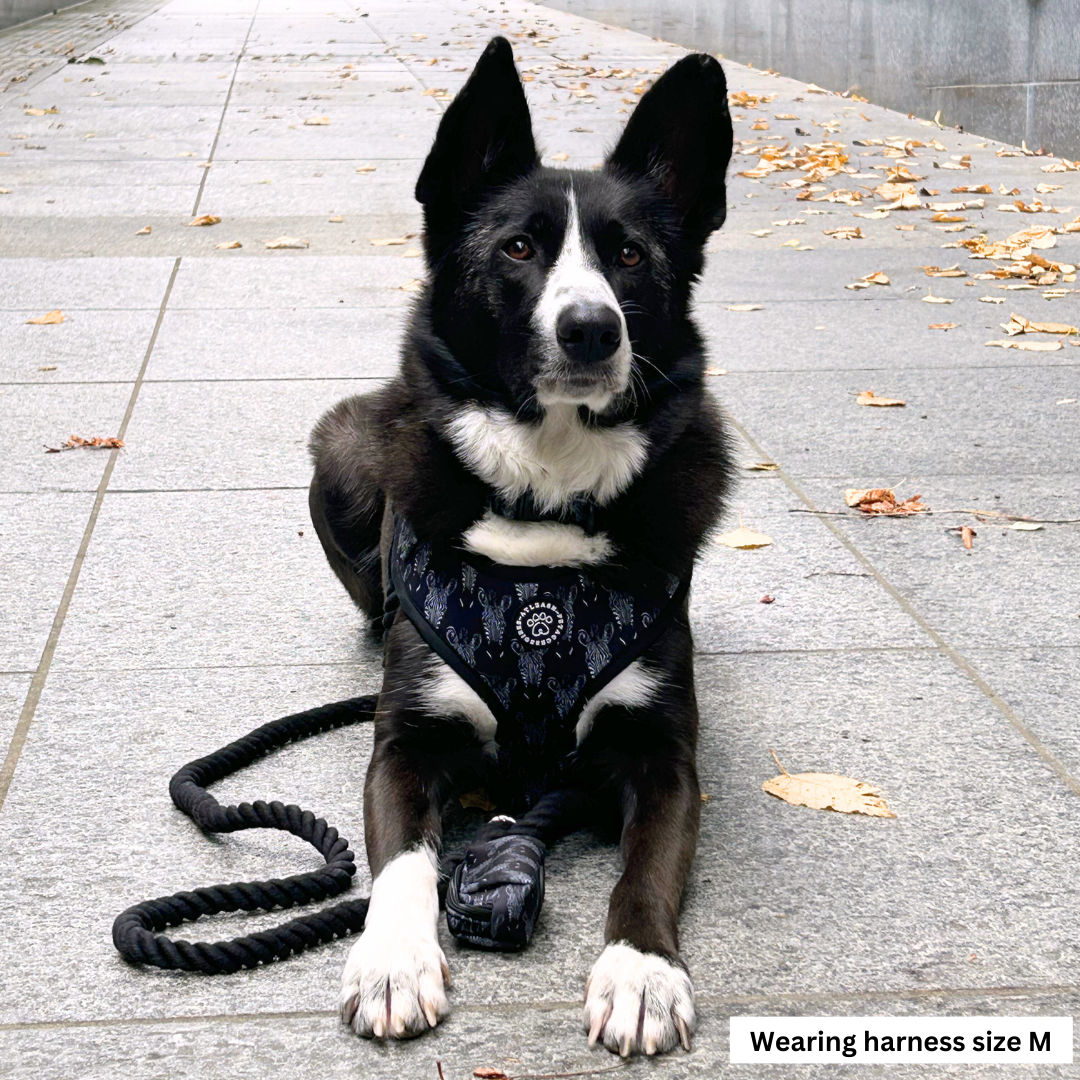 Zesty Zebra Harness