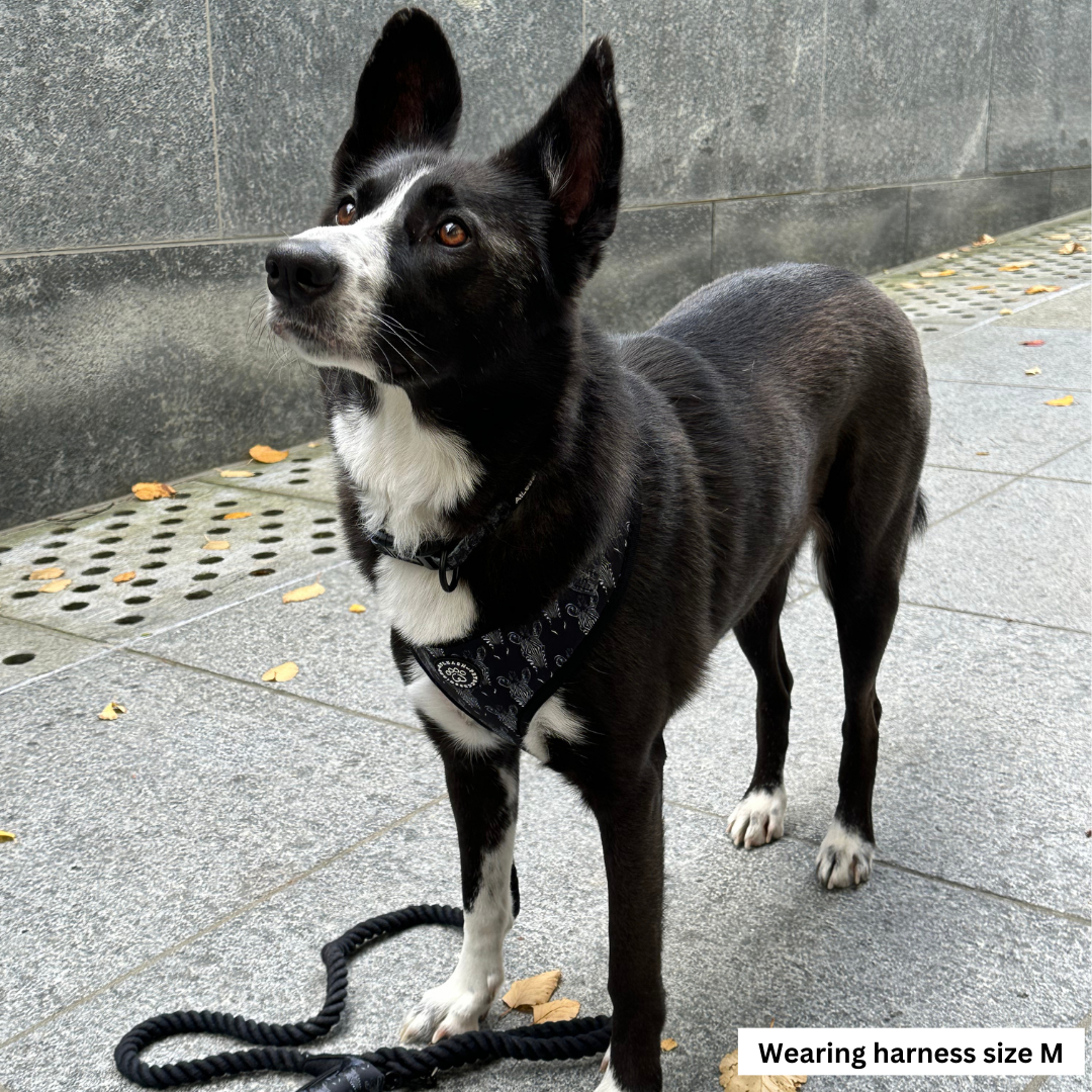 Zesty Zebra Harness