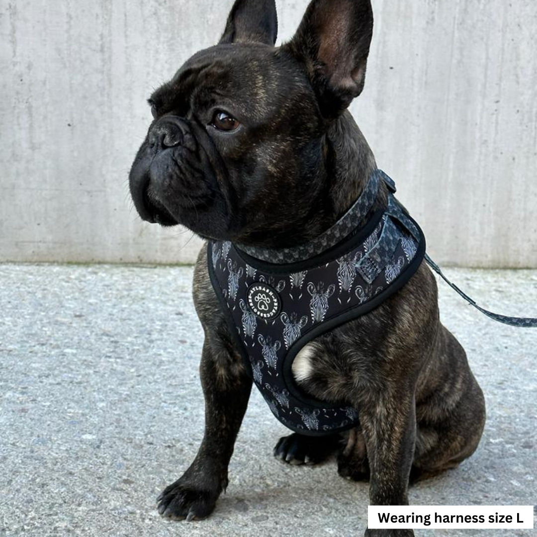 Zesty Zebra Harness