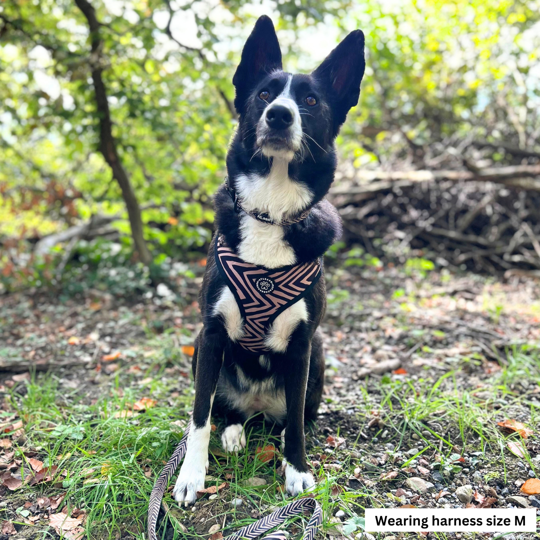 Harnesses for Border Collies