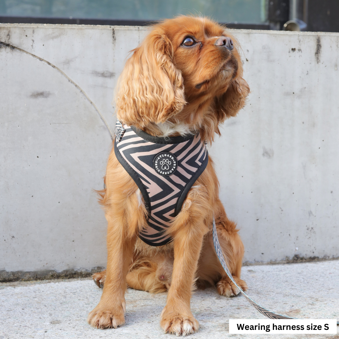 Harnesses for Cavaliers