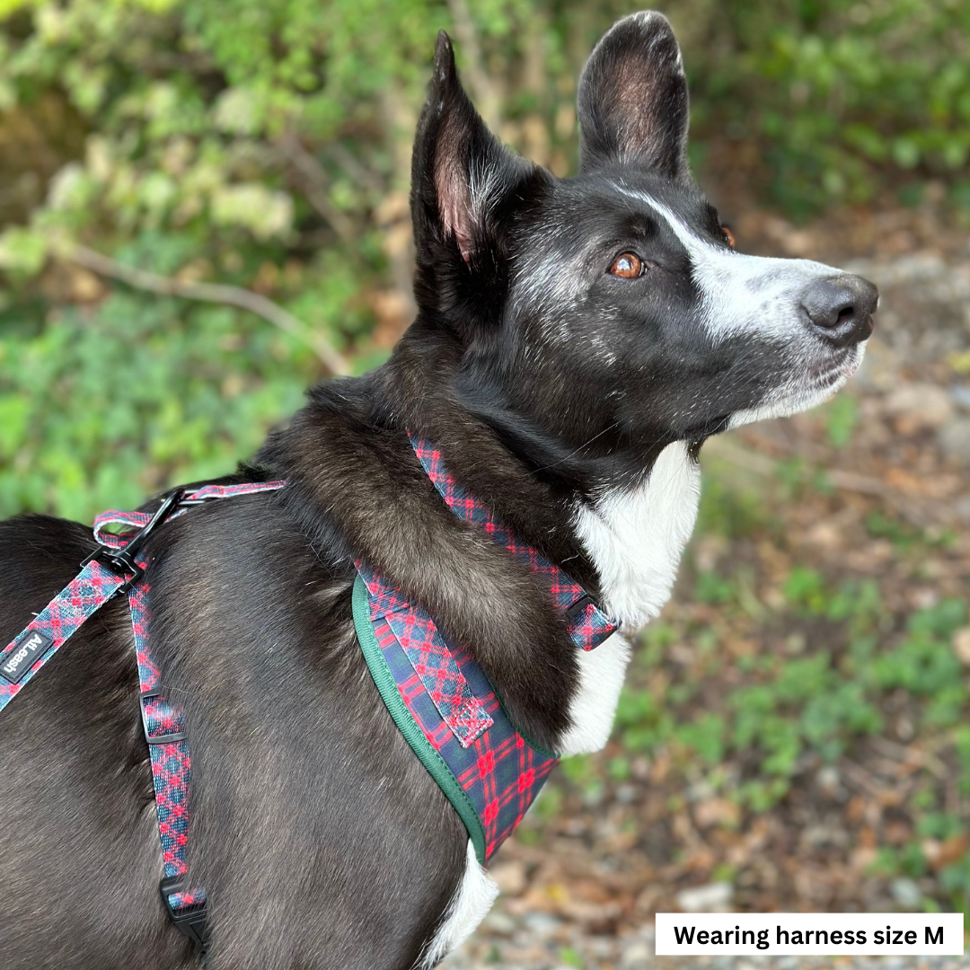 Harnesses for Border Collies