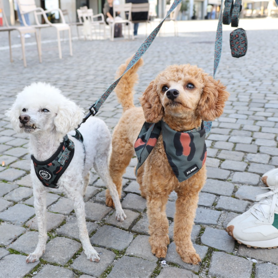 Accessoires for Miniature Poodle