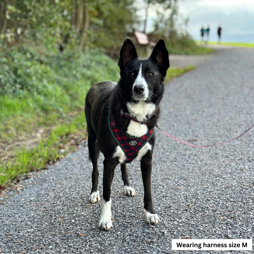 Harnesses for Border Collies