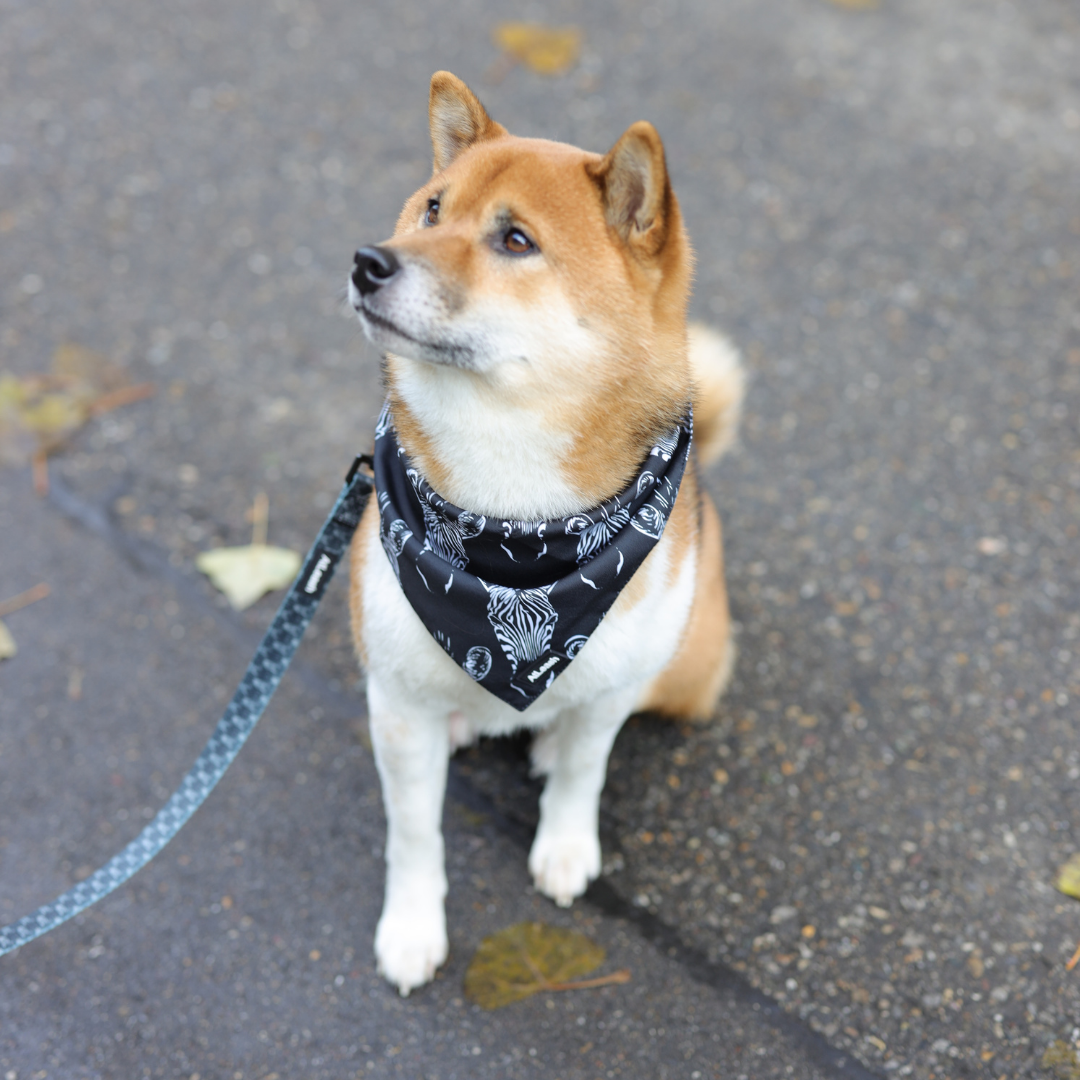 Zesty Zebra Bandana