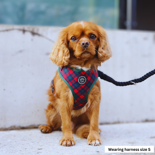 Harnesses for Cavaliers